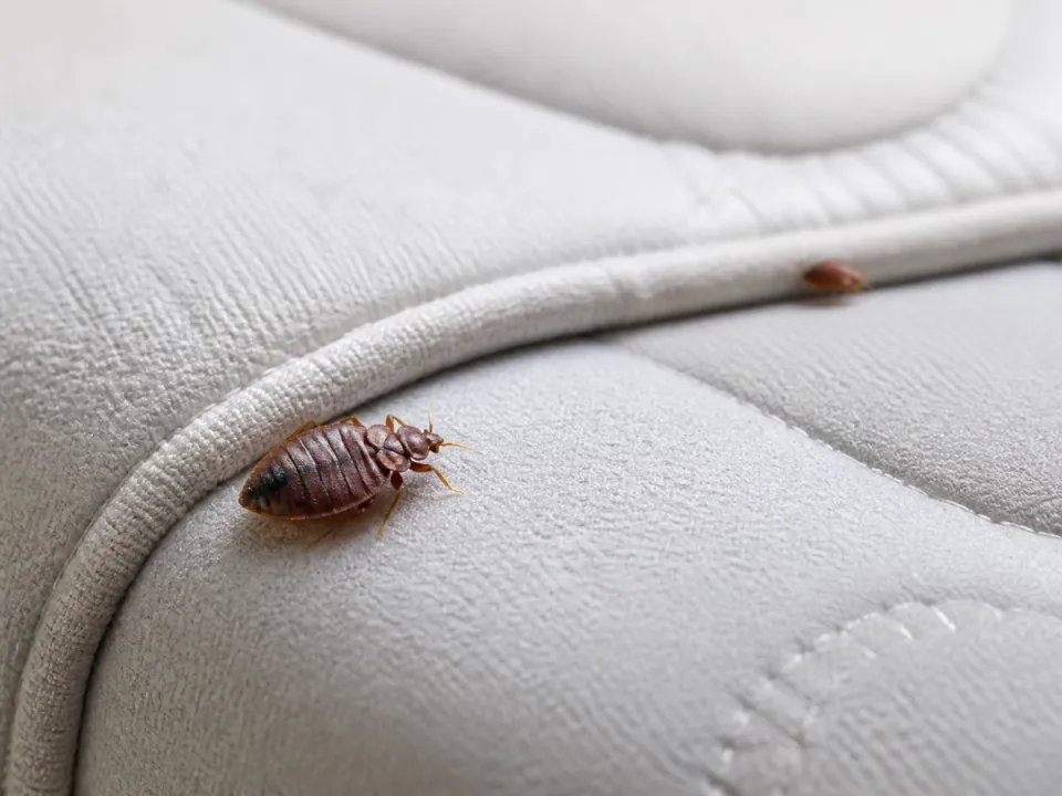 Punaise de lit visible sur la couture d'un matelas