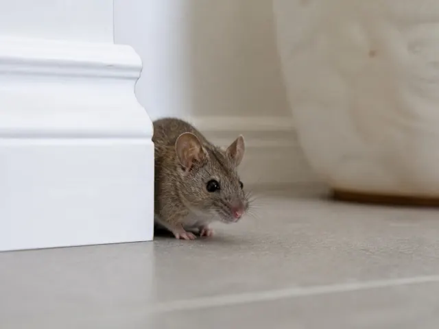 Souris domestique près d’une plinthe