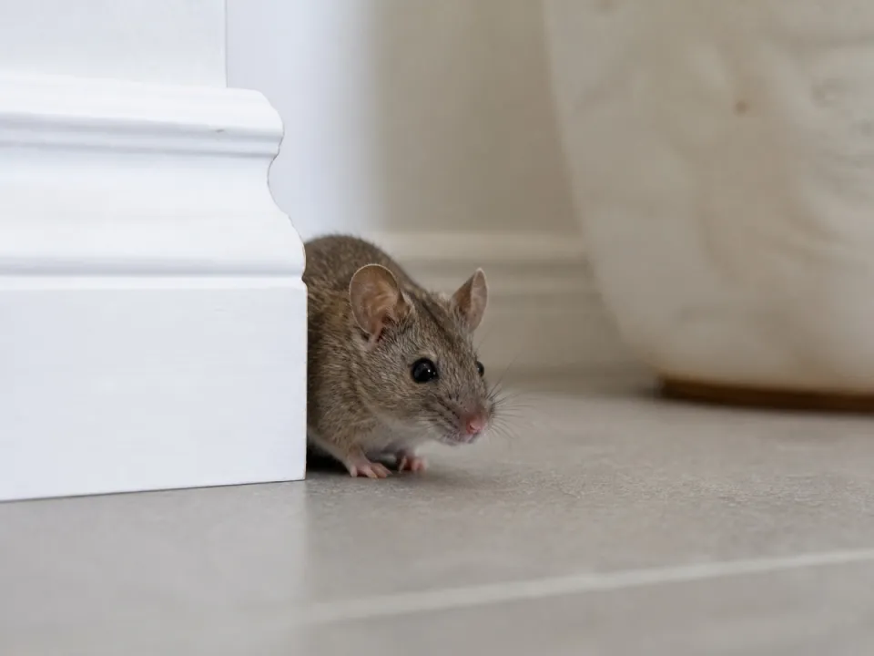 Souris domestique près d'une plinthe dans un logement