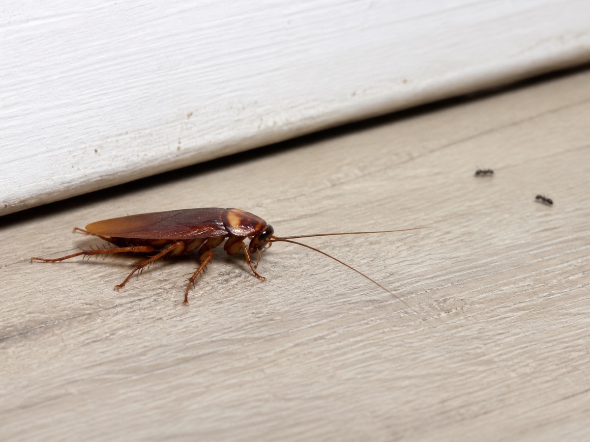 Cafard près d’une plinthe avec des fourmis en arrière-plan
